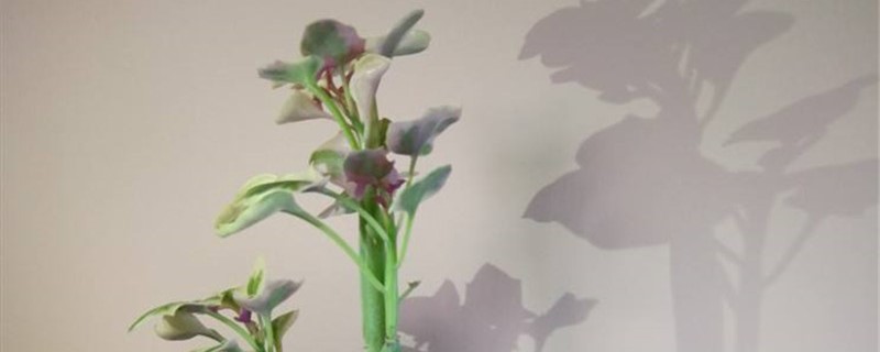 七宝树的养殖方法和注意事项 七宝树的养殖方法和注意事项