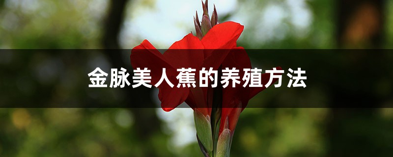 金脉美人蕉的养殖方法和注意事项 金脉美人蕉的养殖方法和注意事项