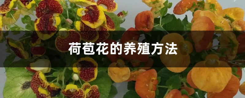 荷苞花的养殖方法和注意事项