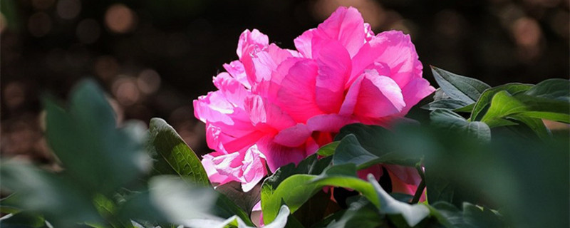 莱芜适合养什么花,市花和市树是什么 莱芜适合养什么花,市花和市树是什么