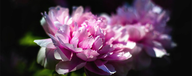 洛阳适合养什么花,市花和市树是什么 洛阳适合养什么花,市花和市树是什么