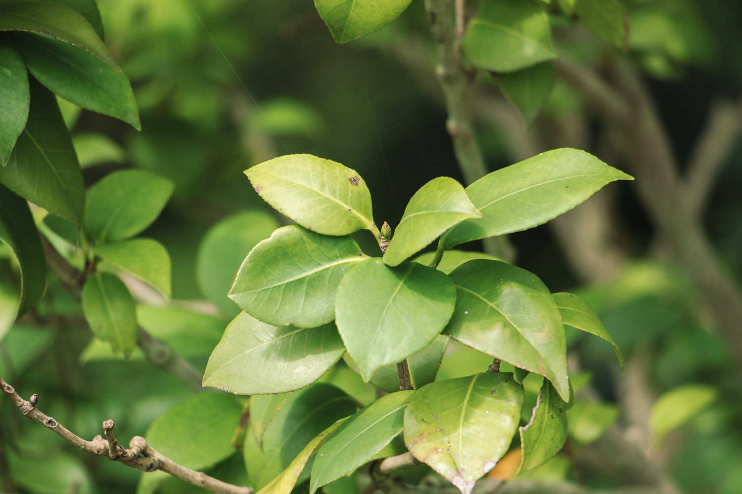 山茶花