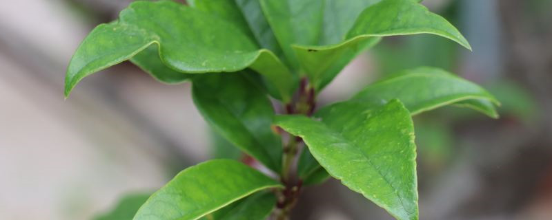 未来10大暴利种植 未来10大暴利种植