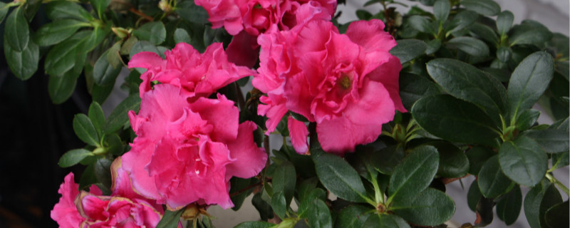 岳阳适合养什么花,市花和市树是什么 岳阳适合养什么花,市花和市树是什么