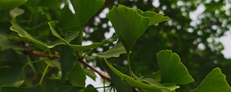 达州适合养什么花,市花和市树是什么 达州适合养什么花,市花和市树是什么