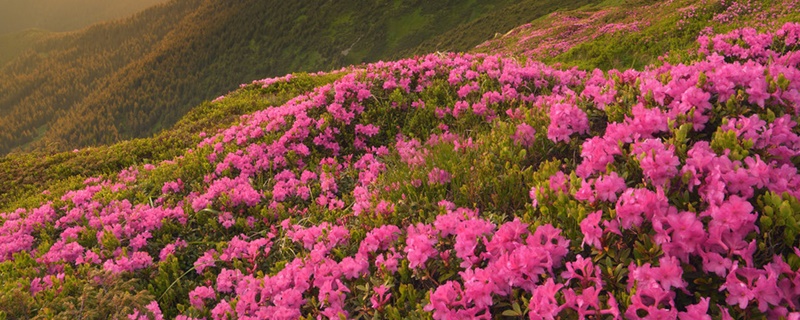 黄山适合养什么花,市花和市树是什么 黄山适合养什么花,市花和市树是什么