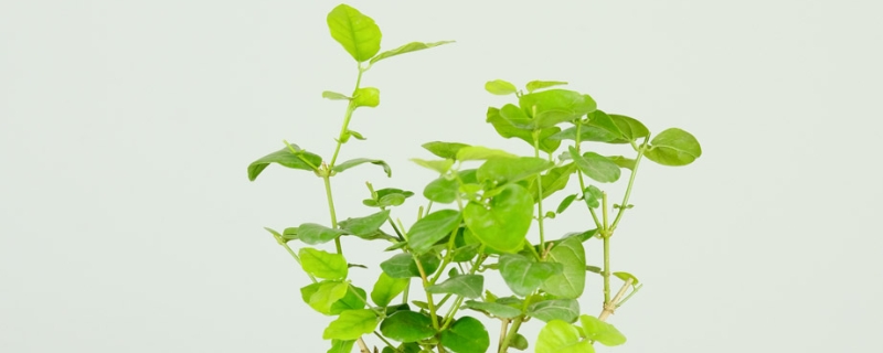 福州适合养什么花,市花和市树是什么 福州适合养什么花,市花和市树是什么