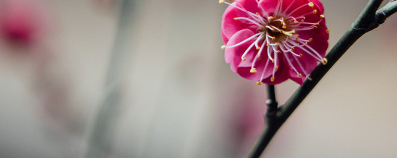 淮北适合养什么花,市花和市树是什么 淮北适合养什么花,市花和市树是什么