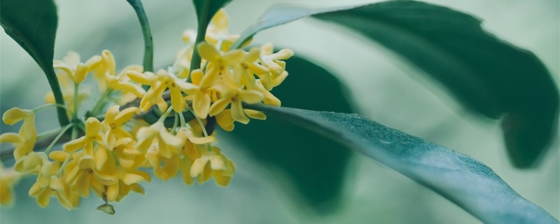 雅安适合养什么花,市花和市树是什么 雅安适合养什么花,市花和市树是什么