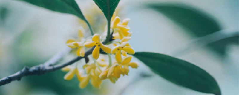 贺州适合养什么花，市花和市树是什么