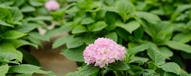 崇左适合养什么花,市花和市树是什么 崇左适合养什么花,市花和市树是什么