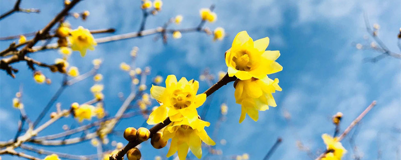 白城适合养什么花,市花和市树是什么 白城适合养什么花,市花和市树是什么