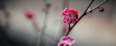 石嘴山适合养什么花，市花和市树是什么