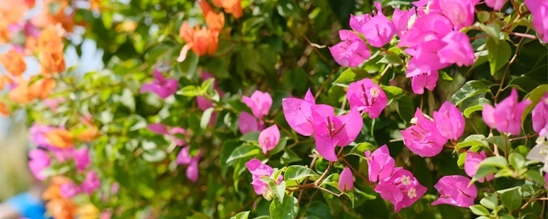 临沧适合养什么花,市花和市树是什么 临沧适合养什么花,市花和市树是什么