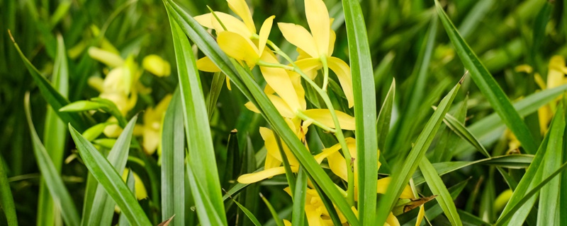 贵阳适合养什么花,市花和市树是什么 贵阳适合养什么花,市花和市树是什么