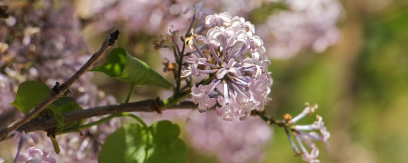 白银适合养什么花,市花和市树是什么 白银适合养什么花,市花和市树是什么