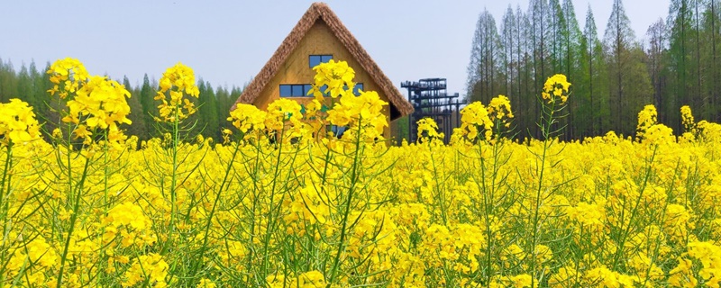 林芝适合养什么花，市花和市树是什么