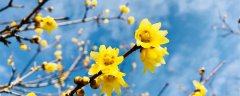 锡林郭勒盟适合养什么花，市花和市树是什么
