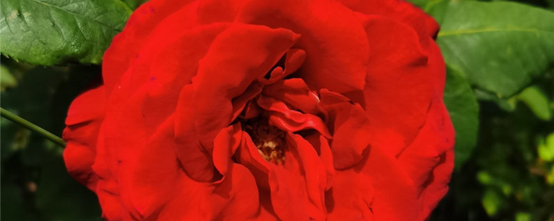 阜新适合养什么花,市花和市树是什么 阜新适合养什么花,市花和市树是什么