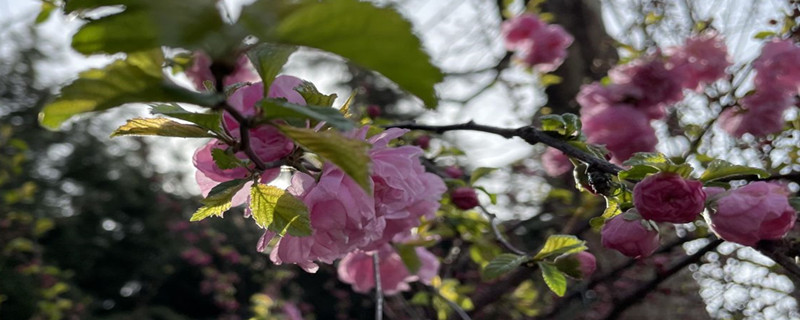 张掖适合养什么花,市花和市树是什么 张掖适合养什么花,市花和市树是什么