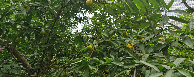 庆阳适合养什么花,市花和市树是什么 庆阳适合养什么花,市花和市树是什么