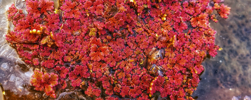 赤峰适合养什么花,市花和市树是什么 赤峰适合养什么花,市花和市树是什么