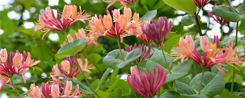 长治适合养什么花,市花和市树是什么 长治适合养什么花,市花和市树是什么