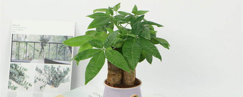 十大客厅风水植物 十大客厅风水植物
