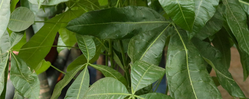 客厅电视两边摆什么植物旺财 客厅电视两边摆什么植物旺财