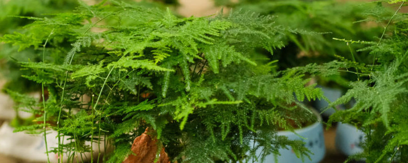 水培文竹 水培文竹