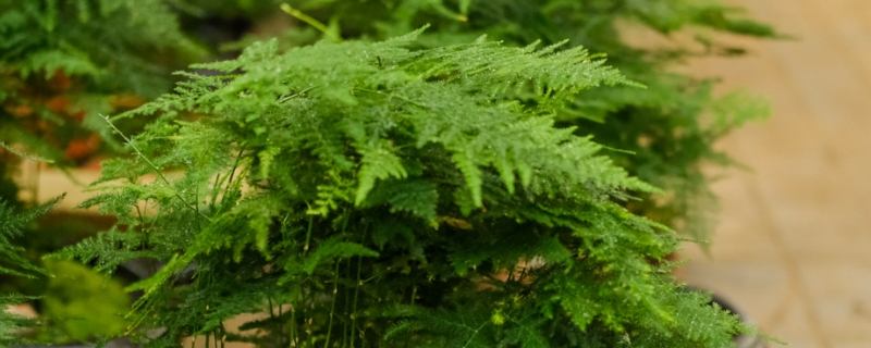 提高孩子成绩风水植物 提高孩子成绩风水植物