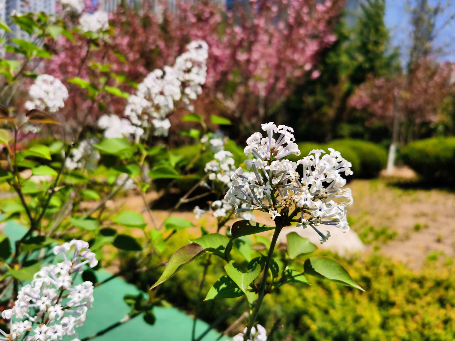 丁香 丁香