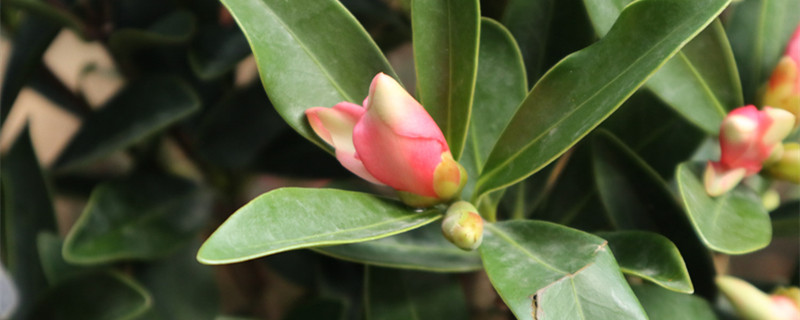 重庆适合养什么花,市花和市树是什么 重庆适合养什么花,市花和市树是什么
