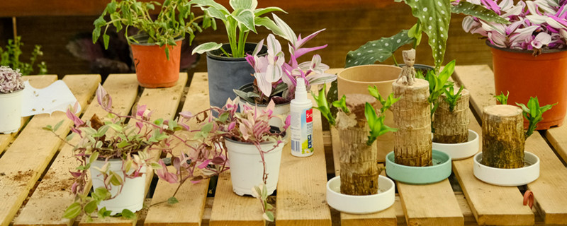 春天植物的变化 春天植物的变化