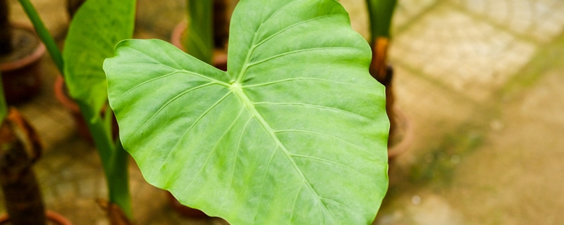 家里不能养的十种花 家里不能养的十种花