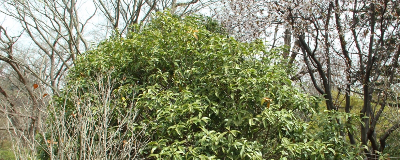 喜阴耐寒庭院树木 喜阴耐寒庭院树木