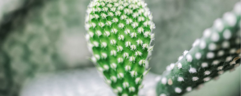 沙漠常见四种植物