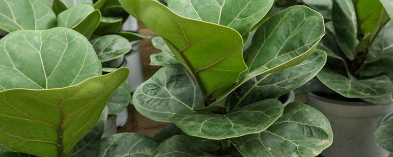 电视柜旁边适合摆什么植物 电视柜旁边适合摆什么植物