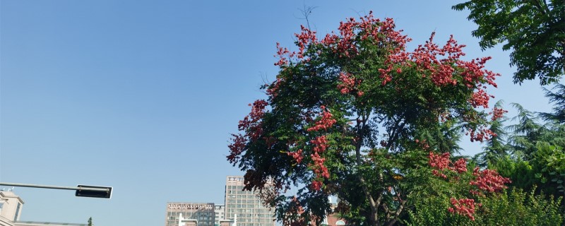 北京绿化八大树种 北京绿化八大树种