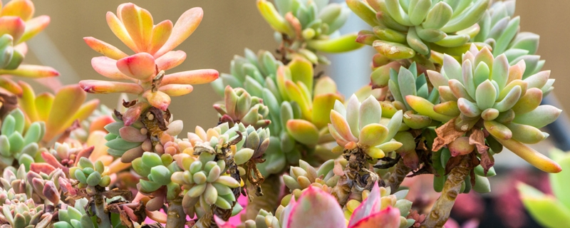 多肉植物介绍 多肉植物介绍