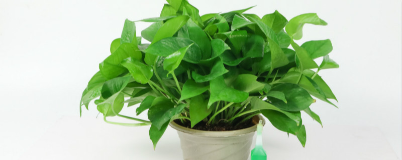 不需要阳光的室内植物 不需要阳光的室内植物