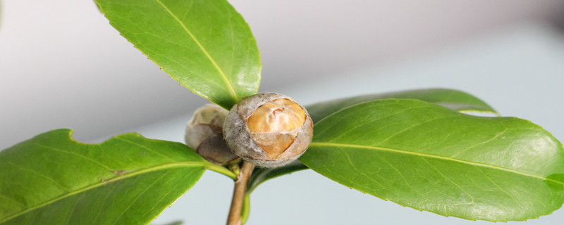 十八学士茶花有几个品种 十八学士茶花有几个品种