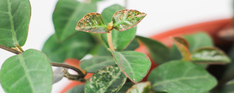 上海本土植物有哪些 上海本土植物有哪些
