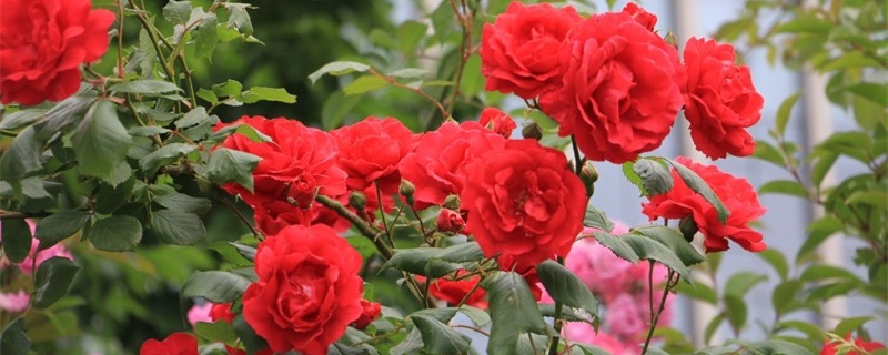 秦皇岛适合养什么花,市花和市树是什么 秦皇岛适合养什么花,市花和市树是什么