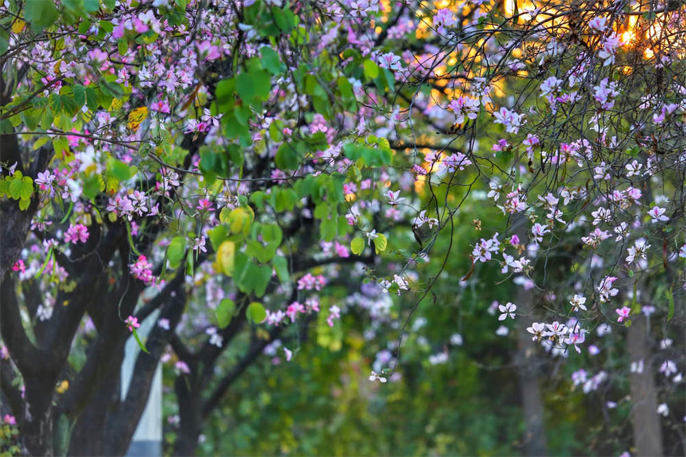 洋紫荆
