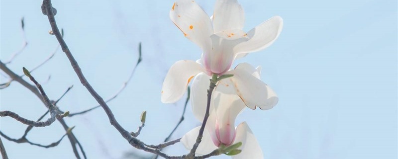 玉林适合养什么花,市花和市树是什么 玉林适合养什么花,市花和市树是什么