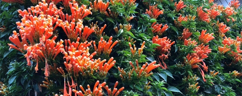 泰安适合养什么花,市花和市树是什么 泰安适合养什么花,市花和市树是什么