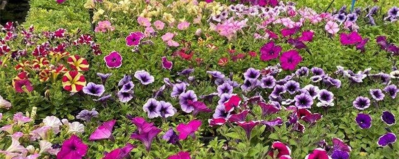 连云港适合养什么花,市花和市树是什么 连云港适合养什么花,市花和市树是什么