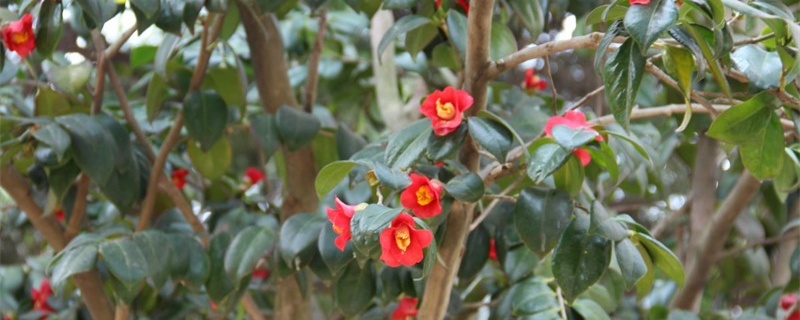 淮安适合养什么花,市花和市树是什么 淮安适合养什么花,市花和市树是什么