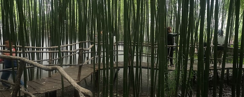 临沂适合养什么花,市花和市树是什么 临沂适合养什么花,市花和市树是什么
